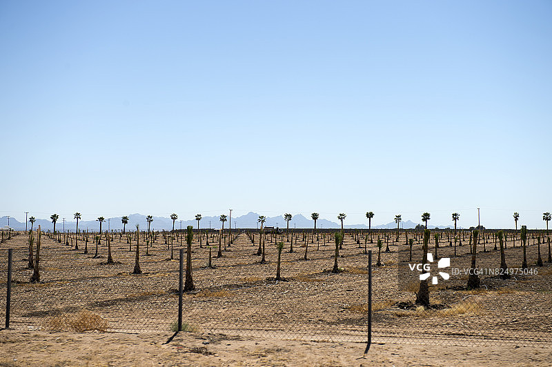 美国加利福尼亚州河滨县布莱斯棕榈树种植园图片素材