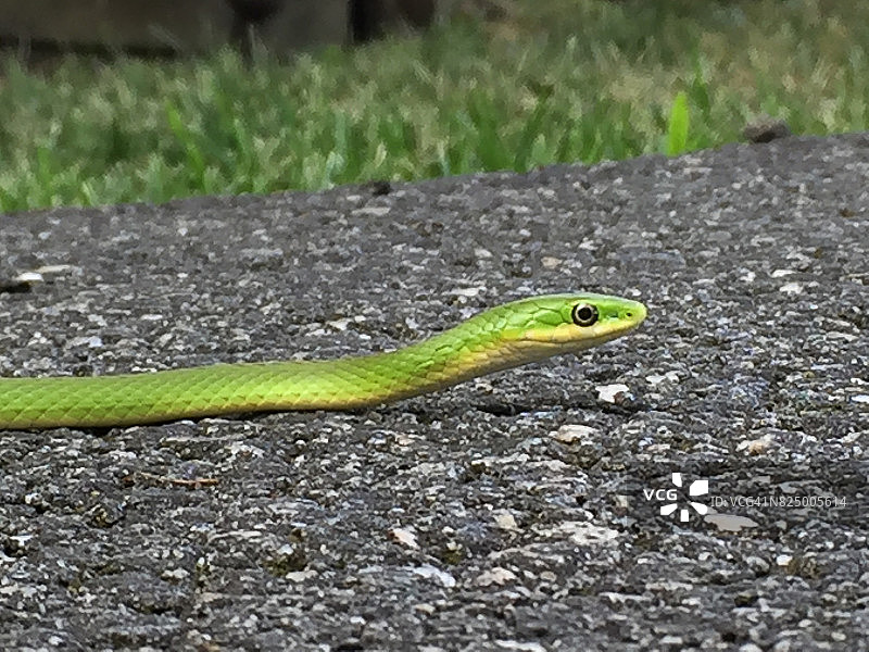 幼年绿蛇图片素材