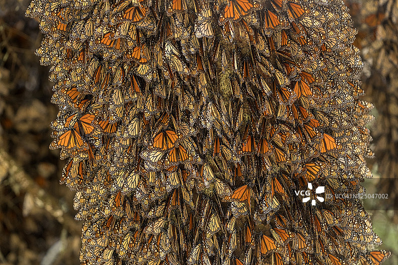 帝王蝶图片素材