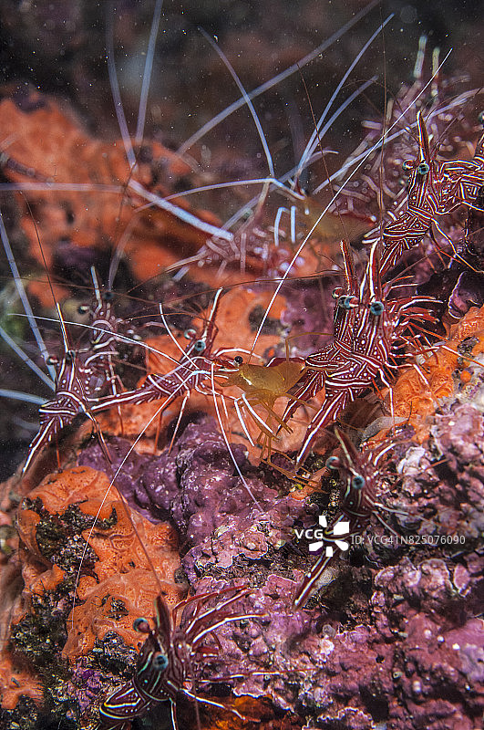 蓝碧海峡的微距摄影图片素材