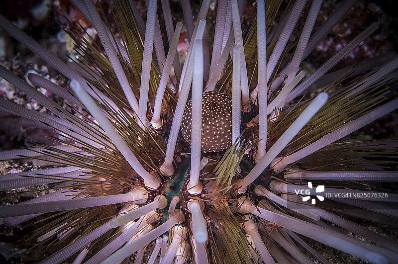 蓝碧海峡的微距摄影图片素材