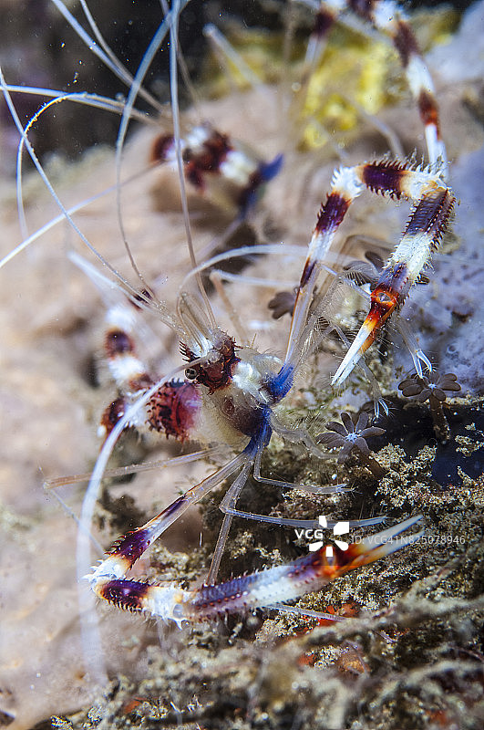蓝碧海峡的微距摄影图片素材