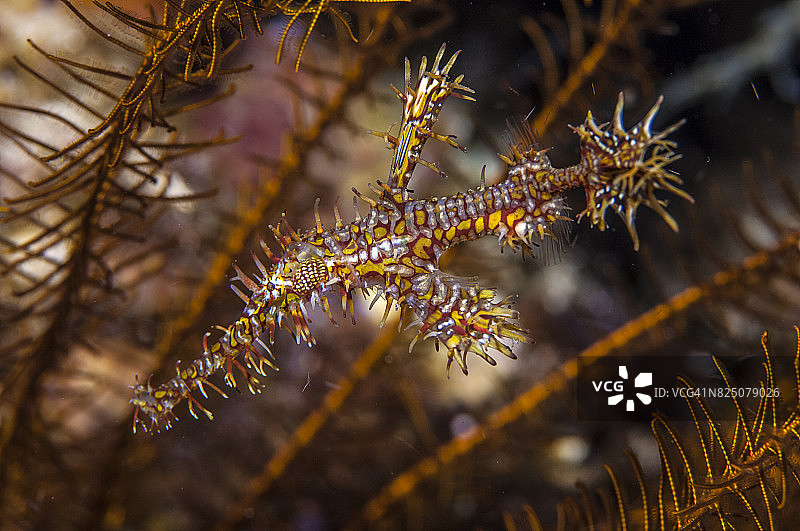蓝碧海峡的微距摄影图片素材