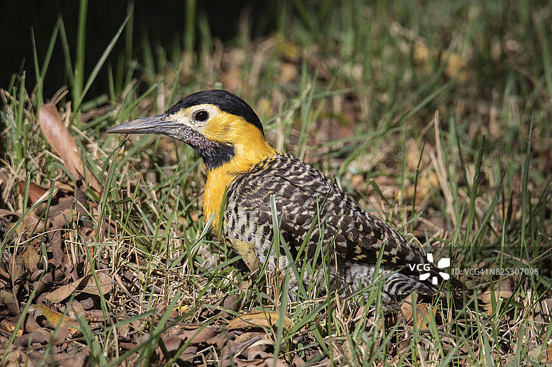 草原扑翅鴷图片素材