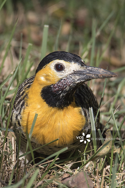 扑动鴷正面图图片素材
