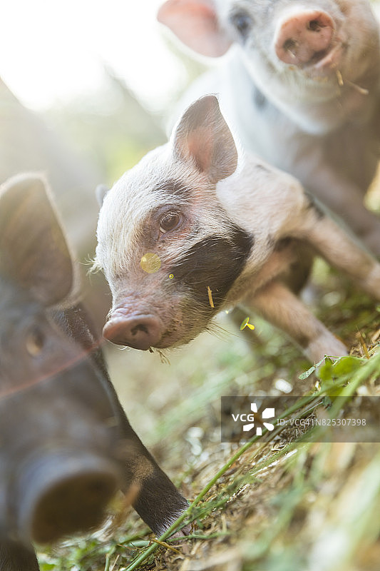 可爱的小猪图片素材