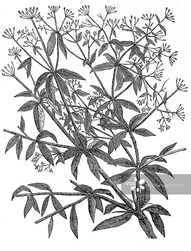 茜草或普通茜草图片素材