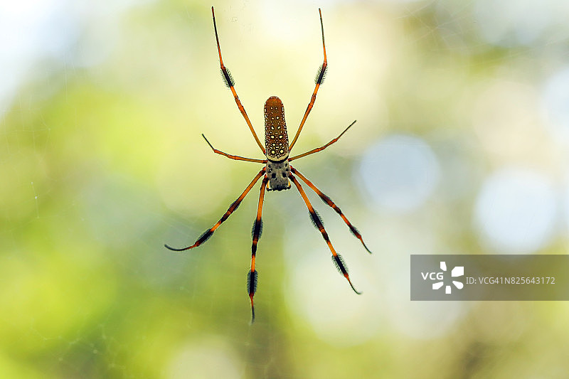 金色丝 orb 织布工特写图片素材