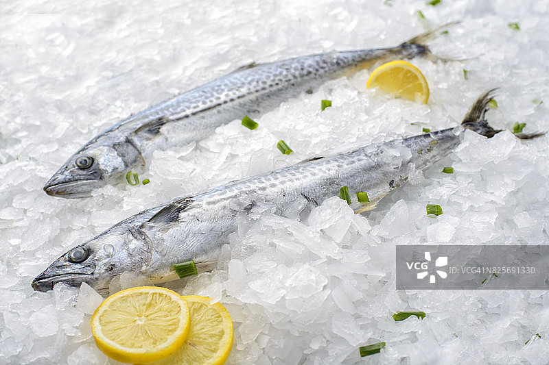 西班牙鲭鱼图片素材