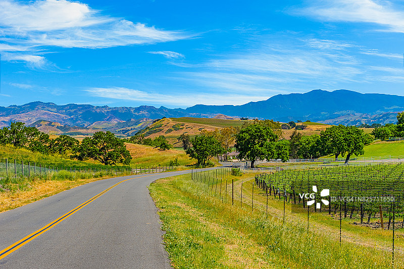 圣巴巴拉圣伊内斯山谷的春季葡萄园图片素材