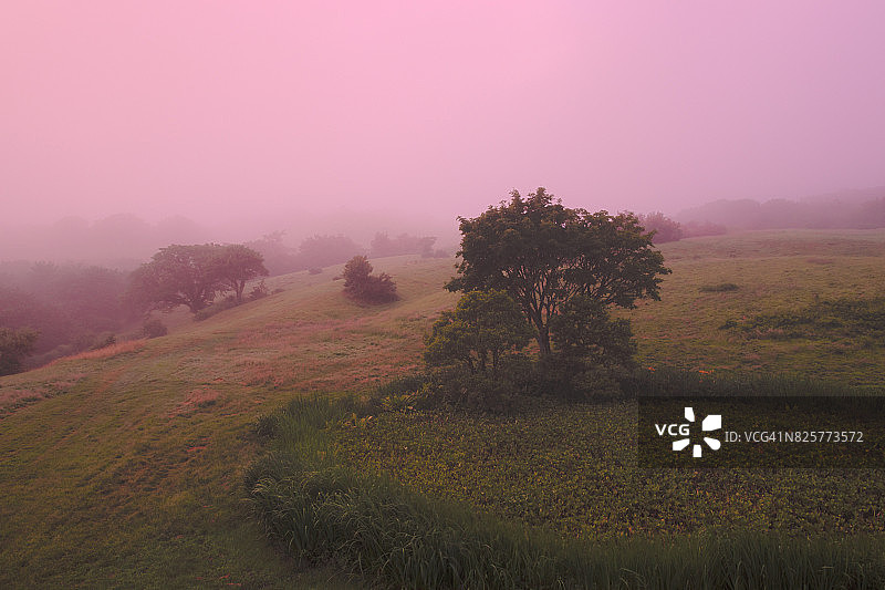 日落时雾中的树图片素材