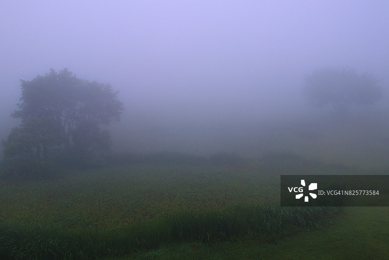 雾中树木月光图片素材