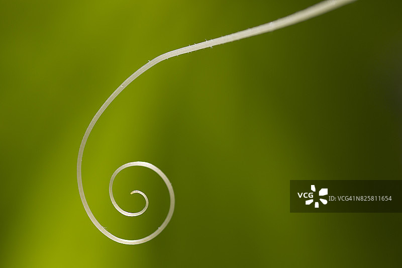 攀缘黄瓜的卷须图片素材