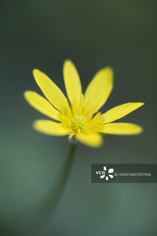 白屈菜，达特穆尔，德文郡，英国图片素材