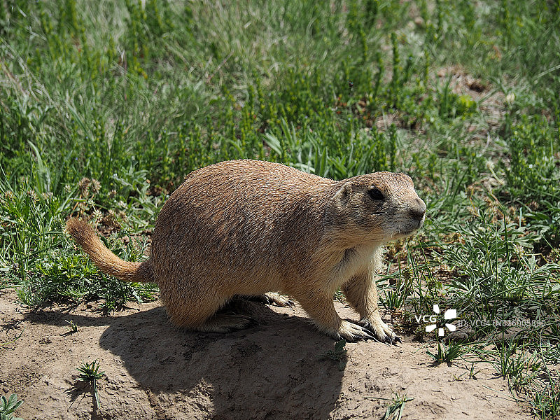 洞穴附近的草原犬图片素材