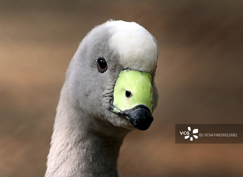 巴伦角鹅肖像图片素材