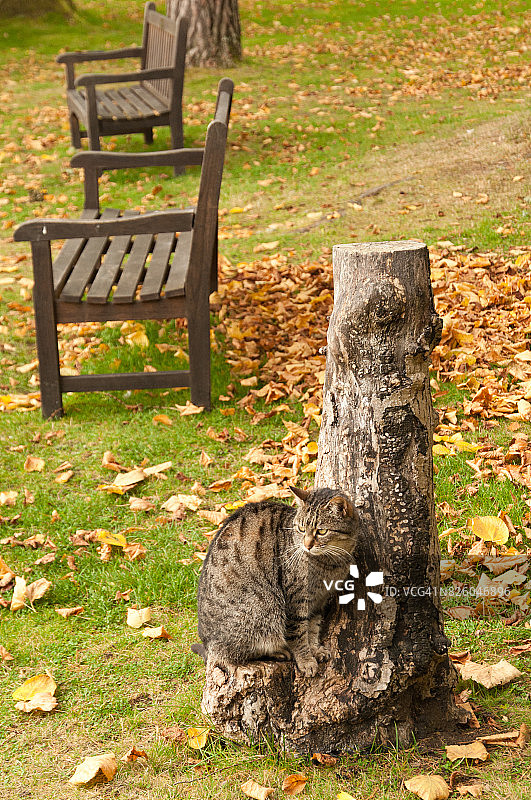 坐在公园长椅附近树干上的猫图片素材
