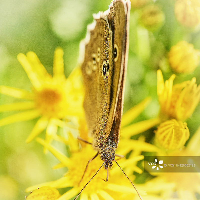 欧洲赭眼蝶从黄花中吸取花蜜图片素材