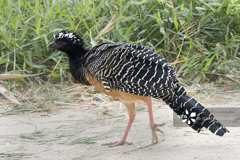 裸脸蕉鹃雌鸟图片素材