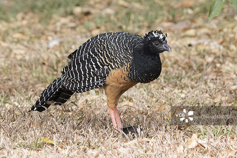 裸脸蕉鹃雌鸟图片素材