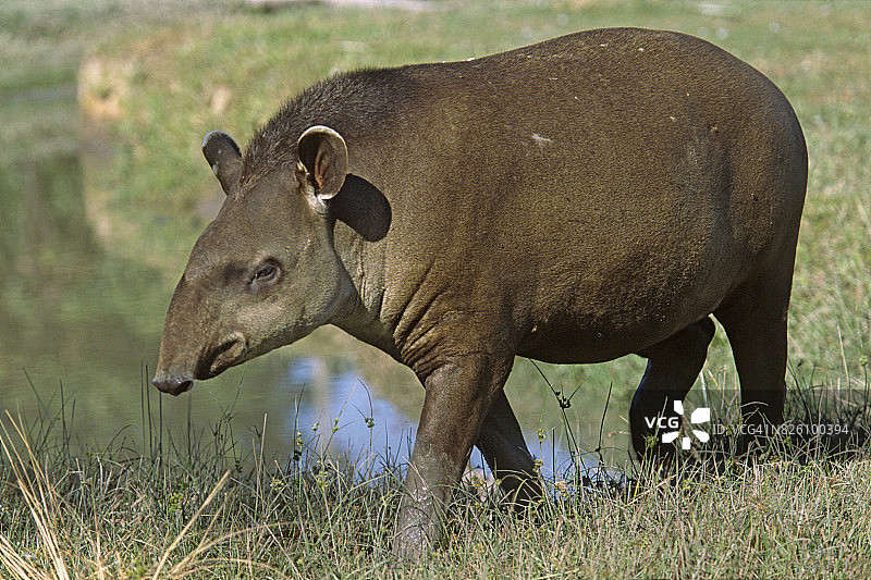 巴西貘图片素材