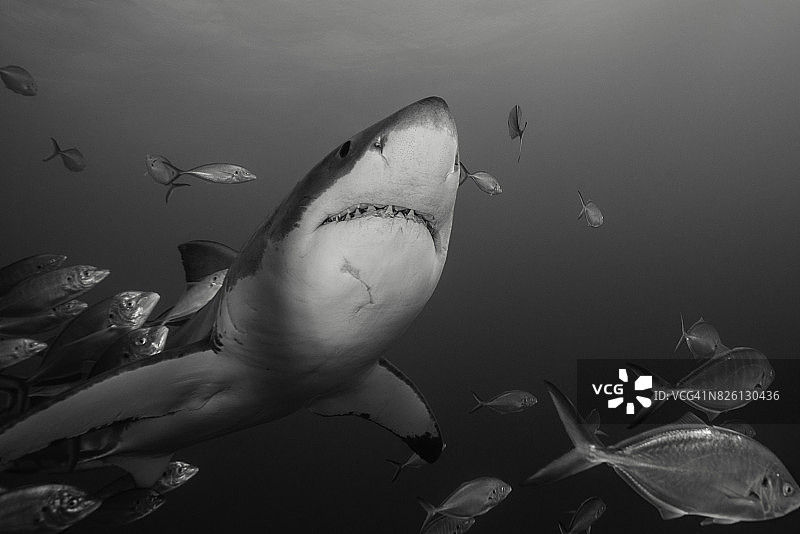 大白鲨在澳大利亚南部海域巡游图片素材