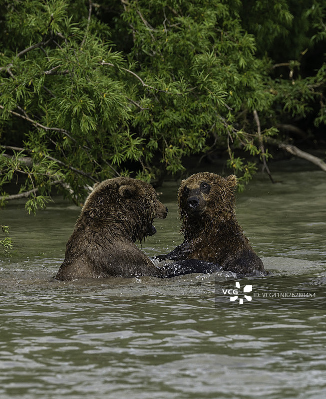 两只雄性棕熊在俄罗斯堪察加半岛库页湖的河流系统中争夺统治地位。图片素材