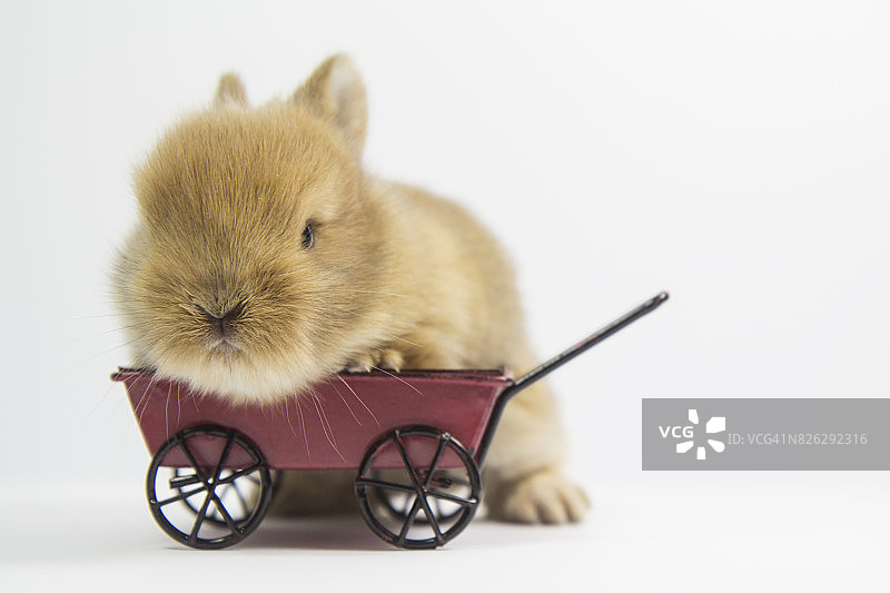 带手推车的小兔子图片素材