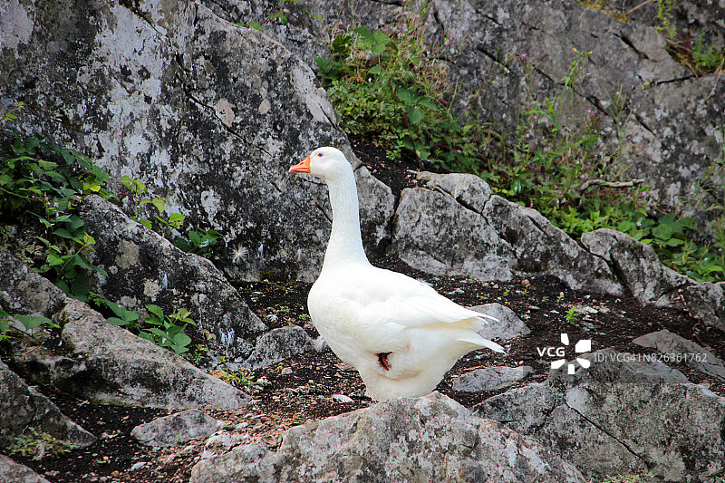 岩石上的白色鹅图片素材
