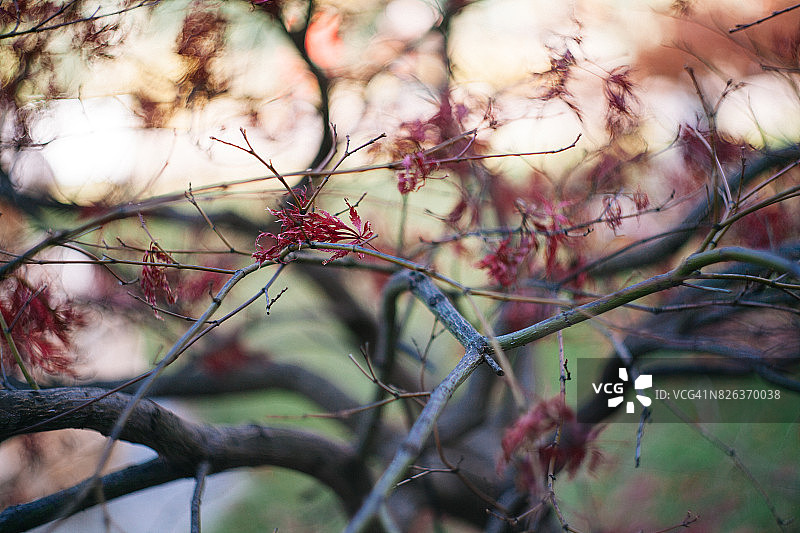 枫树上美丽的红色枫叶图片素材