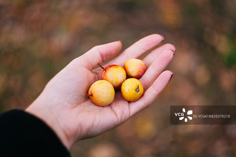年轻女子手中的四个小苹果图片素材
