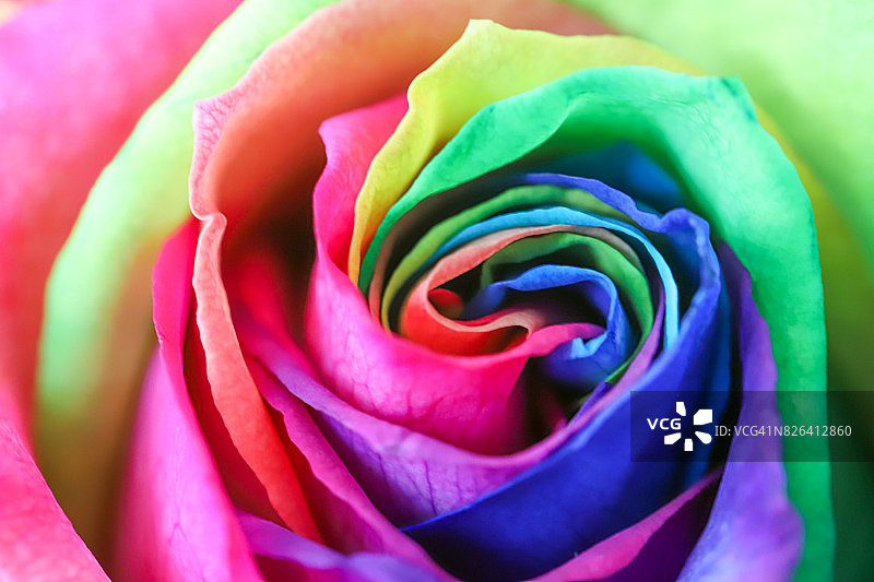 彩虹玫瑰特写图片素材