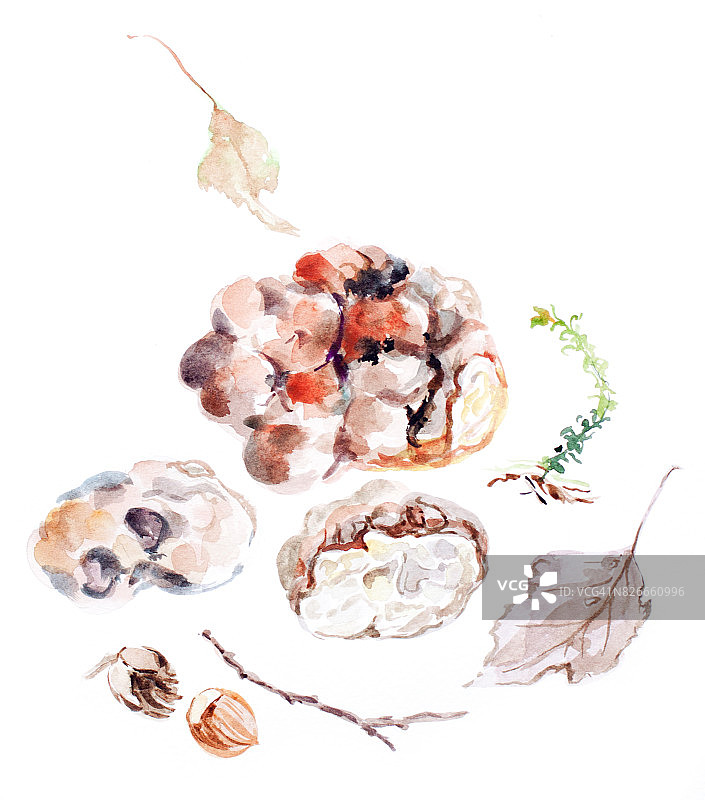 水彩松露蘑菇图片素材