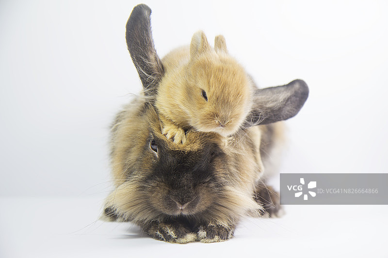 兔子宝宝在妈妈背上玩耍图片素材