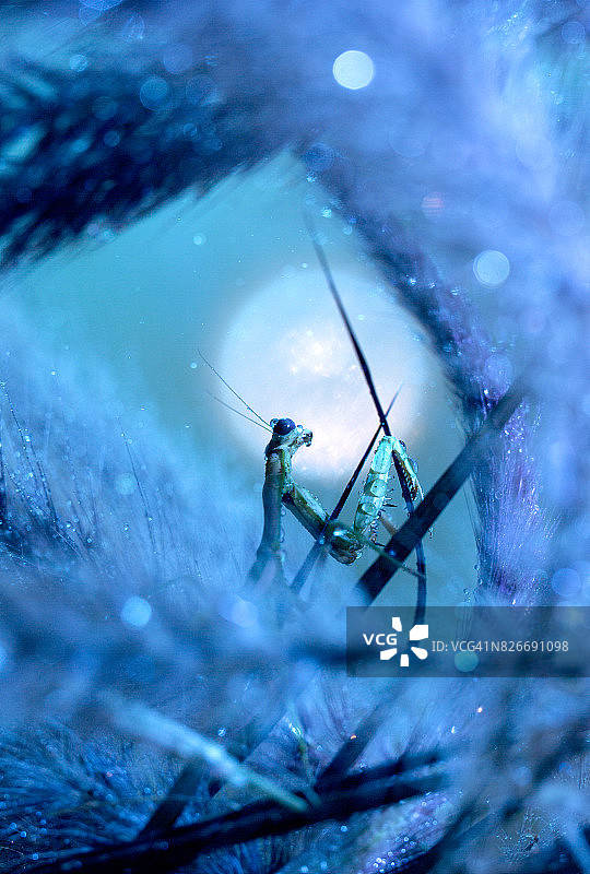 蓝光下的螳螂侧面图片素材