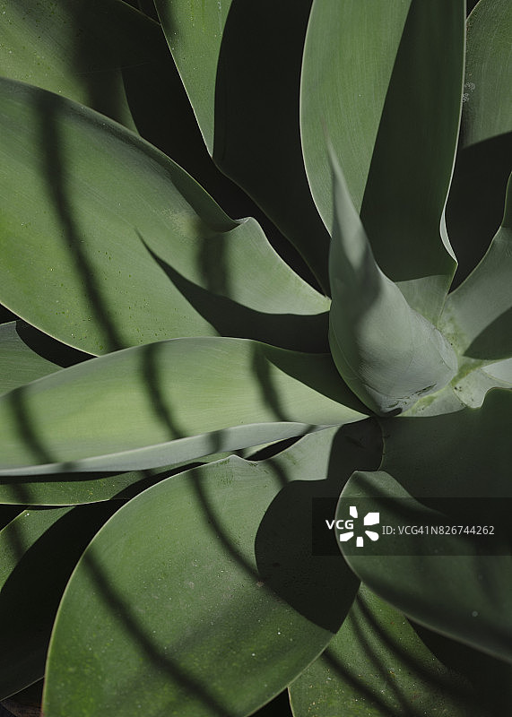 仙人掌植物叶子特写图片素材