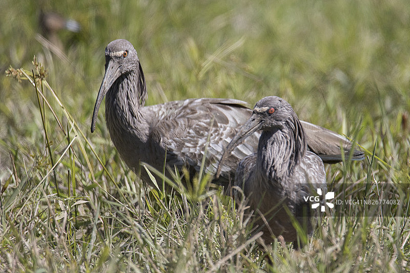 一对铅色朱鹭图片素材
