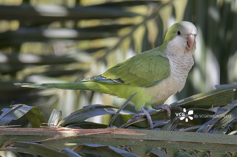 和尚鹦鹉图片素材