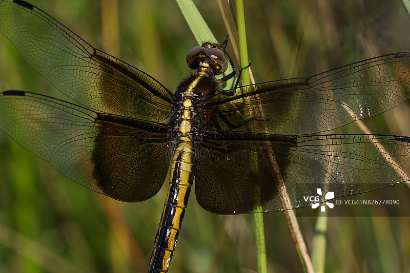 寡妇蜻蜓图片素材