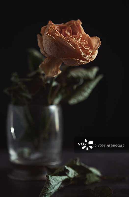 枯萎的玫瑰花特写图片素材