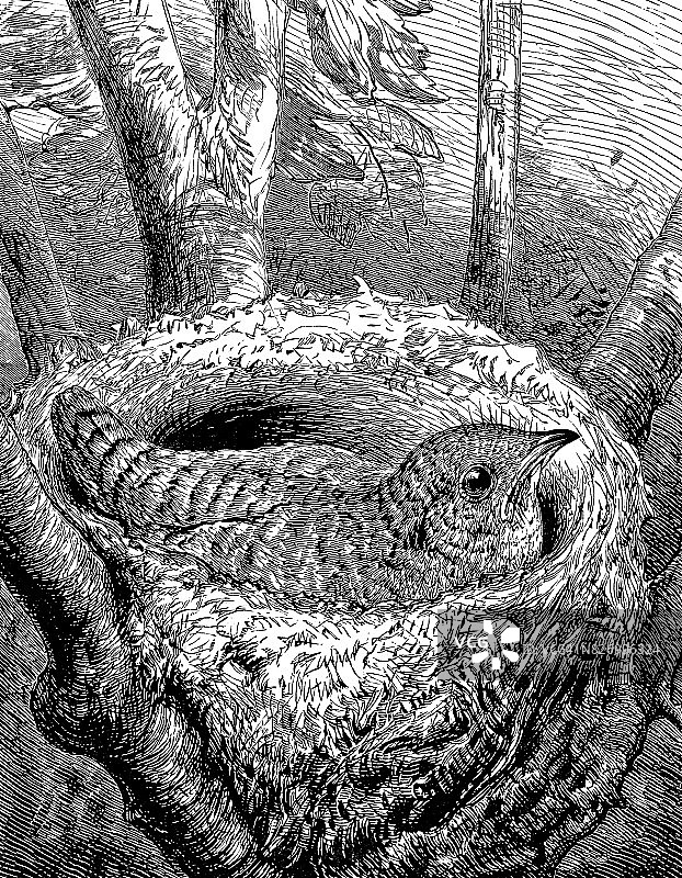 树篱麻雀巢中的小杜鹃图片素材