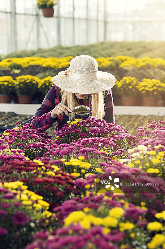 女花商在温室里用放大镜观察花图片素材