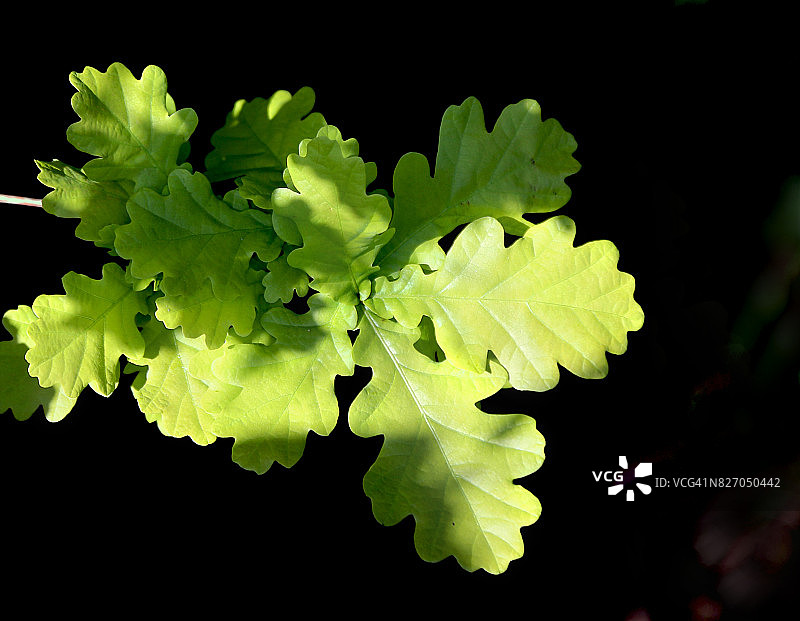 黑色背景下的嫩橡树叶图片素材
