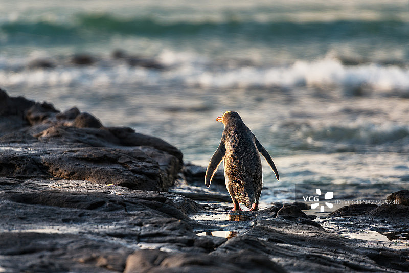 新西兰南岛的黄眼企鹅图片素材