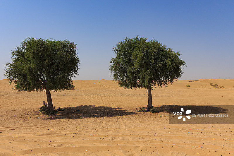 沙迦沙漠中的树木图片素材