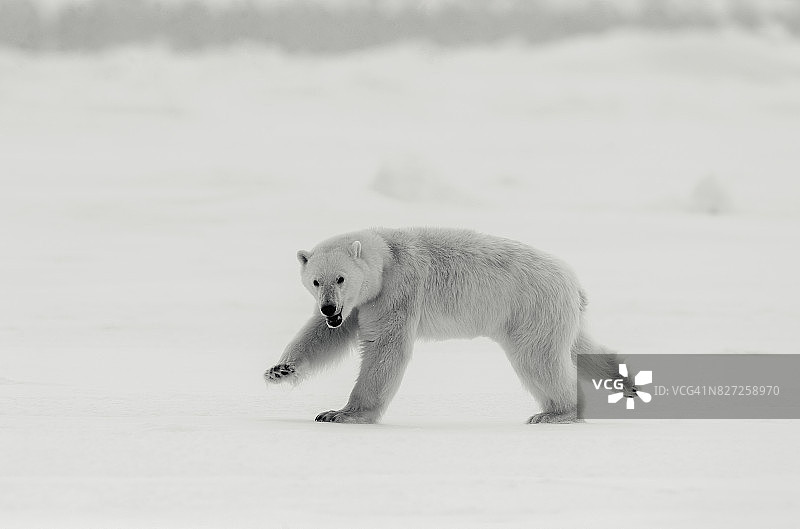 雄性北极熊在加拿大巴芬岛的浮冰上奔跑图片素材
