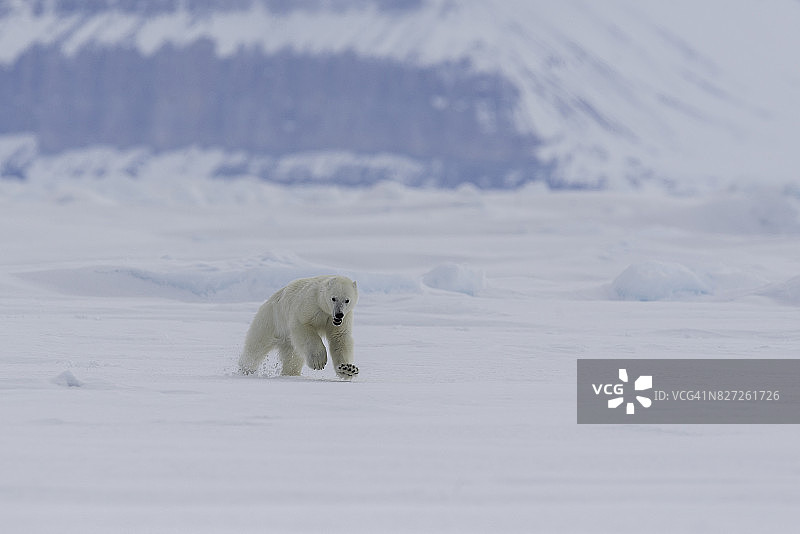雄性北极熊在加拿大巴芬岛的浮冰上奔跑图片素材