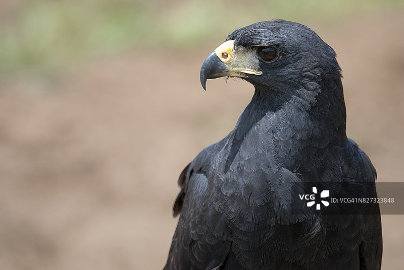 大黑鹰图片素材