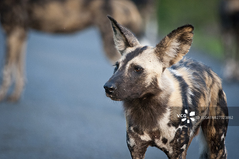 非洲野狗图片素材