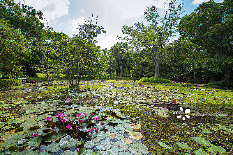 斯里兰卡锡吉里耶的荷花池图片素材